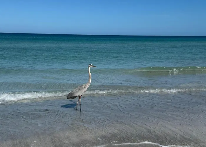 Infinaty Oasis - Waterfront - Pool - Walk To Clearwater Beach